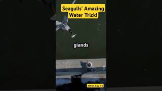 Seagulls Amazing Water Trick [upl. by Ahsikram903]