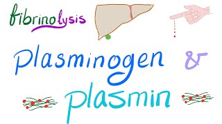 Plasminogen and Plasmin Fibrinolysis  Bleeding and Coagulation  Hematology [upl. by Islaen]