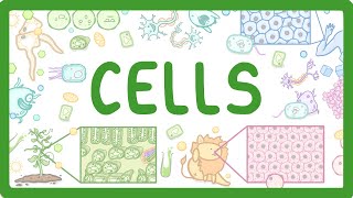 GCSE Biology  Cell Types and Cell Structure 2 [upl. by Wiebmer]