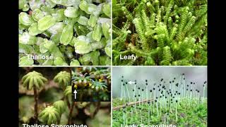 Bryophytes [upl. by Semmes]