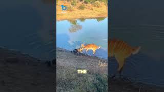 Antelope escapes from wild dog [upl. by Corliss]