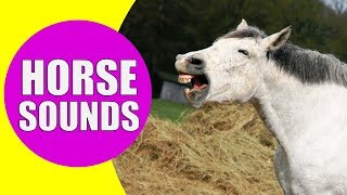 HORSE SOUNDS FOR KIDS  Learn Neighing Snorting and Galloping Sound Effects of Horses [upl. by Ahsiuqet]