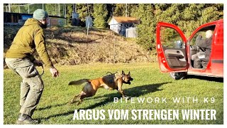 WORKING K9 MALINOIS ARGUS APPREHENDING ATTACKER TAKEDOWN EXTREME DOG TRAINING BITEWORK PROTECTION [upl. by Henryk]