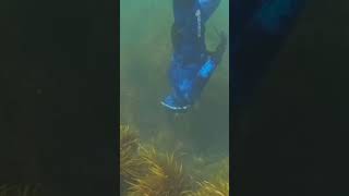 Welcome to Van Diemen’s Land ocean spearfishing underwater tasmania fishing fish [upl. by Smart]