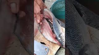 asmrsounds CLEANING DEBONING BIG FISH easy fast cleaning deboning fish viralvideo shorts [upl. by Rodenhouse]