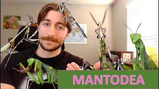 Mantodea The Mantids  Order Spotlight [upl. by Nibram]