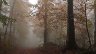 Relaxing Autumn Forest  Leaves Falling From Trees Fog and Rain in Colorful Forest  8 Hours [upl. by Eecal]