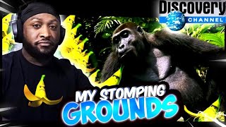 WE COULDNT MAKE IT THROUGH A 6 MINUTE VIDEO ABOUT GORILLAS [upl. by Niletac]