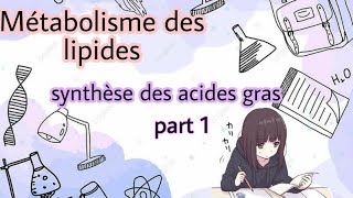 Métabolisme des lipides  lipogenèse synthèse des acides gras part 1 [upl. by Damas543]