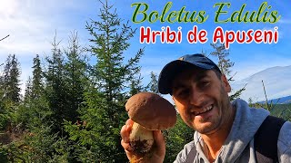 După Ore de Umblat prin Pădure am Dat de Hribi Clasa 1 la Mărișel Apuseni ciuperci mushroom [upl. by Barb]