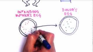 Mitochondria Replacement aka Three Parent Babies  Some Facts [upl. by Alithea]