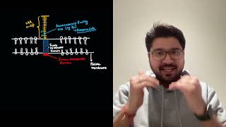 Brassinosteroid signalling in less than 10 Min  Plant physiology  Botany  CSIR  NEET  Plant bio [upl. by Eadrahs]