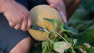 Melonenanbau in Süddeutschland – Kann das gelingen [upl. by Mohandis]