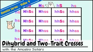 Dihybrid and TwoTrait Crosses [upl. by Eelrefinnej]