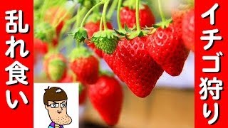 【大粒】イチゴ狩りで乱れ食い！｜outing to a strawberry farm [upl. by Pacorro]