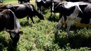 Dairy cows grazing a lucerne break [upl. by Elocim306]