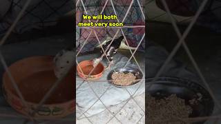 Chick Kafi bara hogya 6 months k baad  aseel aseelmurga aseellovers shorts babyanimal [upl. by Aisatan]