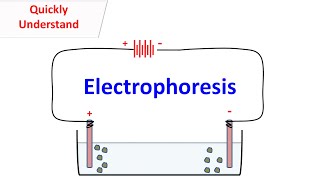 Result visualization by Agarose Gel electrophoresis [upl. by Ahsatsana]