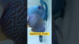 Beautiful Discus Fish 🐟  Aquarium Fish Fish Tank  Fish [upl. by Martha601]