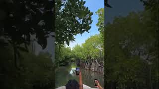 Largest mangrove forest in the world kerala india travel nature new [upl. by Budwig]