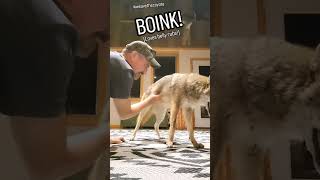 COYOTES are PLAYFUL❤️🐺 weavethecoyote coyote weave friends home nature new cute animals [upl. by Ellenahs]