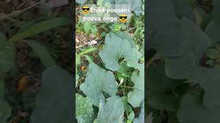 Vsalile poosani poo vachiputa vachiputa please subscribe and share [upl. by Boj]