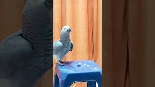 africangrey parrot parrottalking greybird greyparots [upl. by Yrrem]