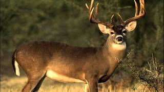 Deer Song  Native American flute [upl. by Maples986]