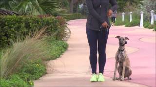 A Whippet completely surprises his trainer by being off leash next to busy streets [upl. by Hornstein]