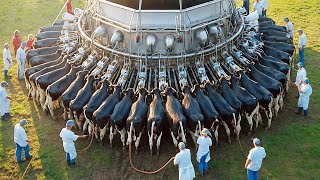 ¡Las Granjas Lecheras Más Grandes Del Mundo ¿Cómo Producir Toneladas De Leche Diariamente [upl. by Aihsekin]