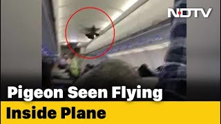 Watch Pigeon Flies Inside GoAir Plane Passengers Try To Catch It [upl. by Nomit]