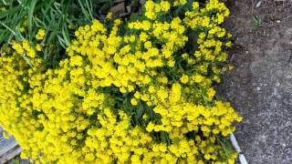 yellow perennial flower Basket of Gold Alyssum [upl. by Enelloc]