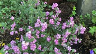 Coral Berry Proud Berry Symphoricarpos in my Vancouver Washinton garden [upl. by Joey]