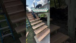 Born to fly forced to use the stairs 😂🐶 🎥 Allison Strey via ViralHog [upl. by Acirema]