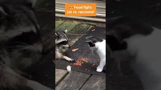 Food Fight Cat vs Raccoons 🐱🦝 cutecats catlife [upl. by Eidoc]