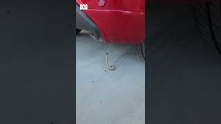 Baby eastern brown snake fighting red back spider under car in Australia  ABC Australia [upl. by Eissed]