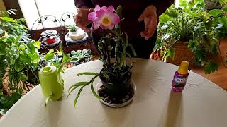 How to Get Dendrobium Orchid to Rebloom [upl. by Aisyram]