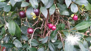 Refreshing Magenta Lilly Pilly  Bush Cherry Syzygium paniculatum [upl. by Nylodam]