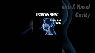 Respiratory Pathway  Respiration in living shorts viralvideo trending youtube [upl. by Gurias]