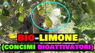 CONCIMARE IL LIMONE CON I BIOATTIVATORI NATURALI BIOLIMONE LUPINFLOR [upl. by Lynus430]