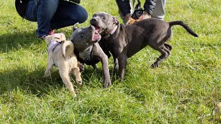 3 Month Old Blue Staffordshire Bull Terrier Playing with Friends [upl. by Anehsat]