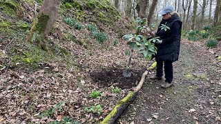 Dividing and Transplanting Orientalis Hellebores [upl. by Valeta]