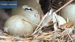 A swan nest hatching [upl. by Wilburn]