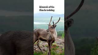 Monarch of the Glen wannabe reindeer stag Scotland Britain [upl. by Haikan]