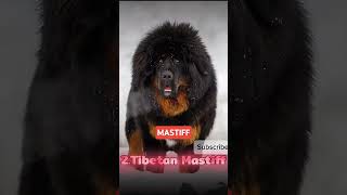 Three dog breed who can defeat Pitbull🤯🤯 [upl. by Eidualc]