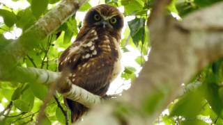 Australian Boobook Owl Southern Boobook Owl or Boobook Owl Ninox boobook [upl. by Magnus]