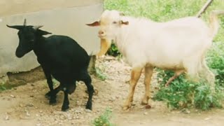 Viral Goat Lover videos Ainmals Love video [upl. by Oakie]