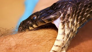 Ataque de Serpiente Terciopelo en Costa Rica HD [upl. by Einor989]