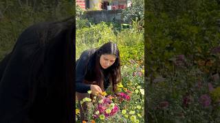 Planting winter blossom flowers garden youtubeshorts [upl. by Arivle]