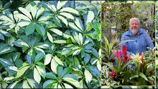 TOUT SUR LE SCHEFFLERA  L’ARBRE D’INTÉRIEUR LE PLUS FACILE À RÉUSSIR Le Quotidien du Jardin N°325 [upl. by Grindlay]